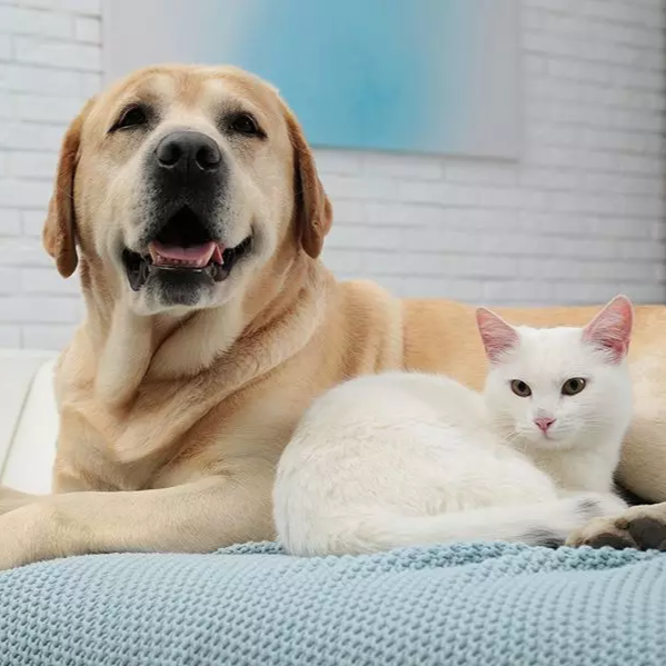 The Pampered Pooch - Okoboji Soap Company